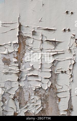 Peinture blanche ancienne très fissurée sur une surface en bois. Arrière-plan créatif vintage. Banque D'Images