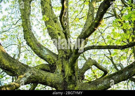Poznan, Wielkopolska, Pologne. 22 avril 2020. Journée internationale de la Terre mère dans le jardin botanique de l'Université Adam Mickiewicz à Poznan. Sur la photo: Châtaigne de cheval. Crédit: Dawid Tatarkiewicz/ZUMA Wire/Alay Live News Banque D'Images