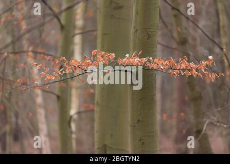 Dernières feuilles sur hêtre branche Roudham, mars 2016 Banque D'Images