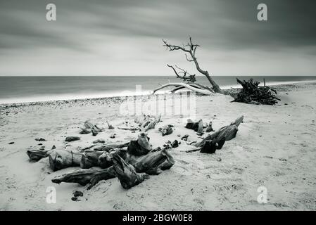 Arbre mort sur la plage ii. Mono- Covehithe, mai 2016 Banque D'Images