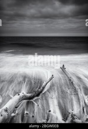 Branches tombées sur la plage- mono- Covehithe, mai 2016 Banque D'Images
