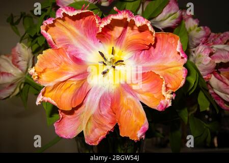 Pétales de frille de forme irrégulière d'une grande tulipe de perroquet d'Apricot multicolore en fleur à la fin du printemps, floraison dans un jardin à Surrey, en Angleterre du Sud-est Banque D'Images
