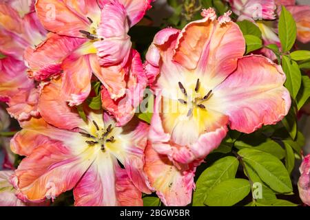 Pétales de frille de forme irrégulière d'une grande tulipe de perroquet d'Apricot multicolore en fleur à la fin du printemps, floraison dans un jardin à Surrey, en Angleterre du Sud-est Banque D'Images