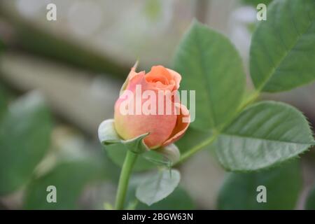 Un bourgeon de rose velouté, de couleur abricot, avec des feuilles vertes floues en arrière-plan Banque D'Images