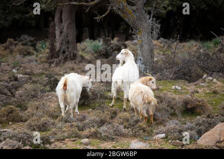 Regard curieux de chèvre de mouton. Sur l'herbe dans la ferme. Gros plan. Banque D'Images