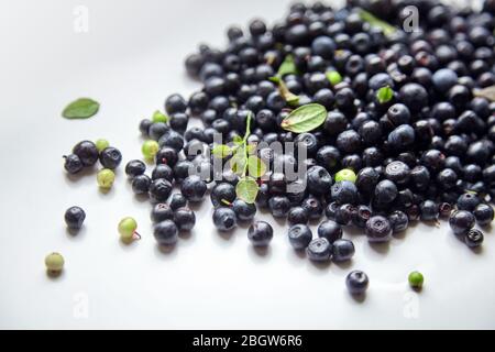 Baies de fruits à blanc avec feuilles vertes, de nombreuses baies fraîches et bleues (bleuets européens) Banque D'Images