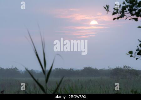 Lever du soleil de Misty sur les marais larges de Hickling - Hickling Broad, juillet 2017 Banque D'Images