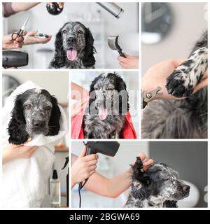 Collage de photos avec un joli chien dans un salon de toilettage Banque D'Images