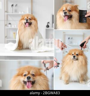 Collage de photos avec un joli chien dans un salon de toilettage Banque D'Images