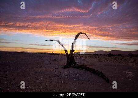 Un arbre mort juste au coucher du soleil le long de la route pavée de Sesriem à Sossusvlei dans le parc national Namib-Naukluft en Namibie. Banque D'Images