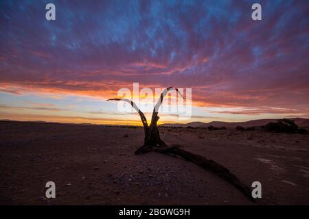 Un arbre mort juste au coucher du soleil le long de la route pavée de Sesriem à Sossusvlei dans le parc national Namib-Naukluft en Namibie. Banque D'Images