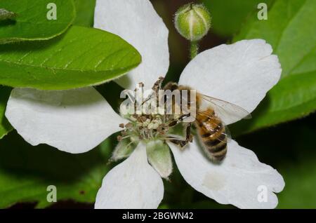 Miel Bee, API mellifera, recherche sur BlackBerry, Rubus sp., floraison Banque D'Images