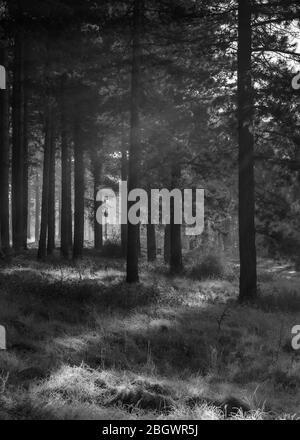 Le soleil du matin raies à travers la forêt de pins mono. Forêt de Thetford, novembre 2019 Banque D'Images