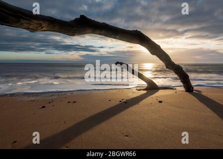 Arbres tombés sur la plage iv lever du soleil derrière la branche d'arbres et ombres sur le sable. Covehithe, décembre 2019 Banque D'Images