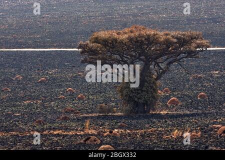 Arbre aux fruits de Marula dans le Grassland brûlé avec des anthills (Sclerocarya birrea) Banque D'Images