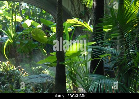 Misty Fern Gully, Roma Street Parkland, Brisbane, Queensland, Australie. Banque D'Images