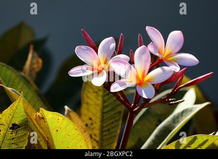 Photo: Belles fleurs à l'extérieur dans le jardin sur une belle matinée chaude et ensoleillée, tourné dans des couleurs vives pour le téléchargement. Banque D'Images