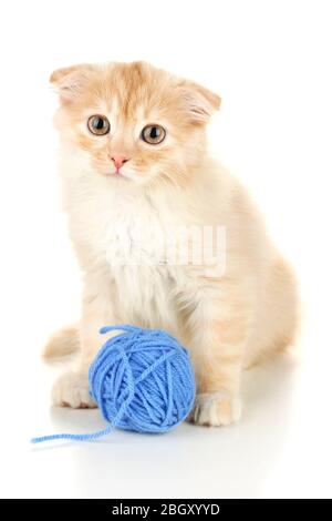 Mignonne petit chaton écossais plié avec skein de fil, isolé sur blanc Banque D'Images