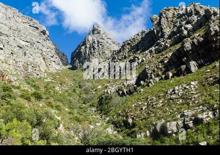 Le Cap, le Cap occidental, l'Afrique du Sud est un rêve de randonneur et d'outdoorsman avec accès aux sentiers à travers les fynbos dans le parc national de Table Mountain. Banque D'Images