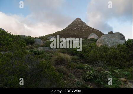 Le Cap, le Cap occidental, l'Afrique du Sud est un rêve de randonneur et d'outdoorsman avec accès aux sentiers à travers les fynbos dans le parc national de Table Mountain. Banque D'Images