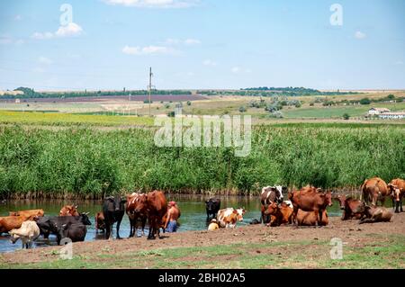 Paysage d'été tranquille du lac et du troupeau de vaches pavant et boire de l'eau de l'étang surcultivé par des roseaux verts frais. Élevage de bovins à la campagne Banque D'Images
