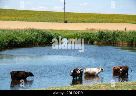 Paysage rural de lac et de plusieurs vaches buvant de l'eau de l'étang surcultivé par des roseaux frais. Surface d'eau bleue ondulée et silhouettes de vache Banque D'Images