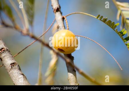 Indian gooseberry, Phyllanthus emblica, également appelé l'amla. Un ingrédient essentiel de médicaments ayurvédiques traditionnelles indiennes Banque D'Images