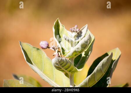 Calotropis gigantea (fleur de couronne) Violet aak aakao fleur fruits feuille plante Banque D'Images