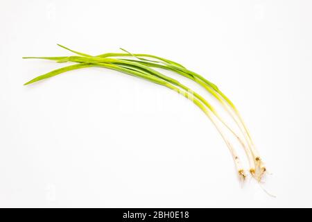 Légumes verts d'ail frais isolés sur fond blanc. Ingrédient traditionnel pour la cuisine Banque D'Images