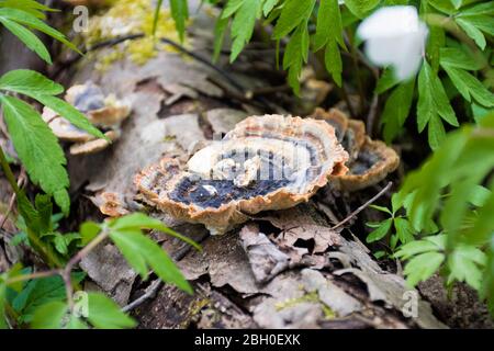 Champignons sur un tronc dans une forêt de mousse. Polypore fumé ou support fumé, espèces de champignons, pathogène végétal qui cause la pourriture blanche dans les arbres vivants Banque D'Images