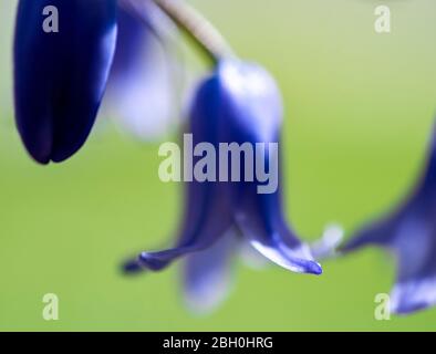 Blue Bells bluebells Hyacinthoides nonscripta Hallerbos macro close up Banque D'Images