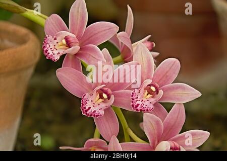 Orchidées en bateau rose vif qui poussent dans une serre dans le jardin botanique de Dublin. Foyer sélectif Banque D'Images