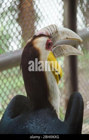 hornbill est la cage de sorte qu'il ne se contente pas, serait à freedome Banque D'Images