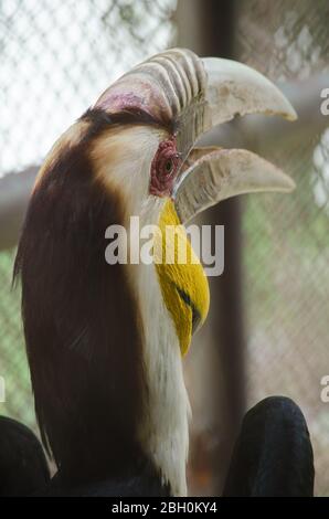 hornbill est la cage de sorte qu'il ne se contente pas, serait à freedome Banque D'Images