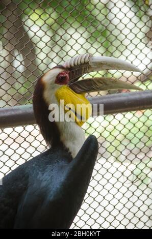 hornbill est la cage de sorte qu'il ne se contente pas, serait à freedome Banque D'Images