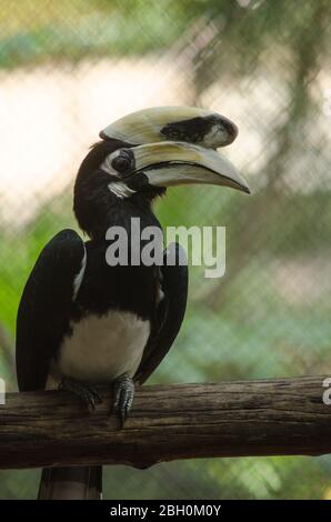 hornbill est la cage de sorte qu'il ne se contente pas, serait à freedome Banque D'Images