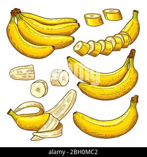 Ensemble vectoriel de bananes colorées. Symboles tropicaux. Illustrations de dessin manuel. Fruits exotiques tropicaux de banane dans le style de tirage à la main Illustration de Vecteur