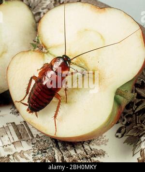 Nymphe américaine de Cockroach (Periplanata americana) sur une pomme Banque D'Images