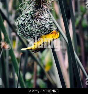 La construction d'oiseaux de tisserand africain nichent dans le parc national Kruger, en Afrique du Sud ; famille de Ploceeus velatus de Ploceidae Banque D'Images