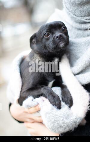 Petit chien (chiot) dans les mains en été Banque D'Images