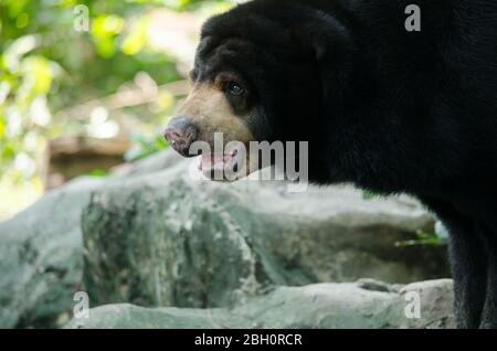 l'ours du soleil malayun est une espèce dangereuse dans la forêt, en thaïlande et il a des cheveux noirs, en u. Banque D'Images