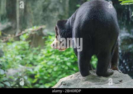 l'ours du soleil malayun est une espèce dangereuse dans la forêt, en thaïlande et il a des cheveux noirs, en u. Banque D'Images