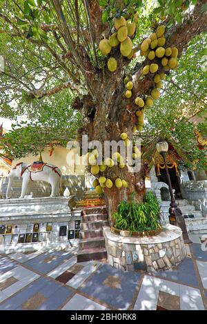 Arbre de fruits à Chiang Mai, Thaïlande Banque D'Images