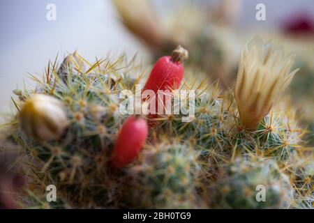 Fleur jaune et fruits rouges de Mammillaria elongata. Cactus de Ladyfinger. Gros plan sur un petit Cactus dans un pot avec des fleurs. Mammillaria proliferat. Banque D'Images