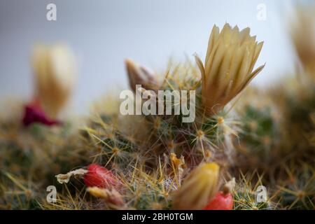 Le cactus du Texas est fleuri avec vue rapprochée. Pincushion cactus Mammillaria fleur et plante. Cactus de Ladyfinger. Banque D'Images