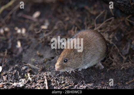 Field vole , Microtus agrestis à la recherche de nourriture sur le sol boisé. Banque D'Images