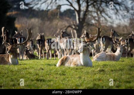 Un troupeau de cerfs à Holkham dans le nord de Norfolk Banque D'Images