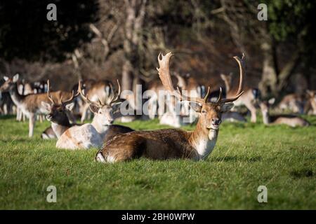 Un troupeau de cerfs à Holkham dans le nord de Norfolk Banque D'Images