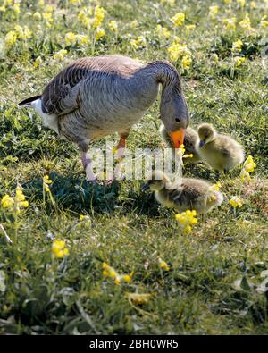 poussins d'oie de bébé avec maman une oie grislag Banque D'Images