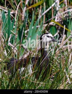 bernache de barnacle dans l'herbe longue Banque D'Images